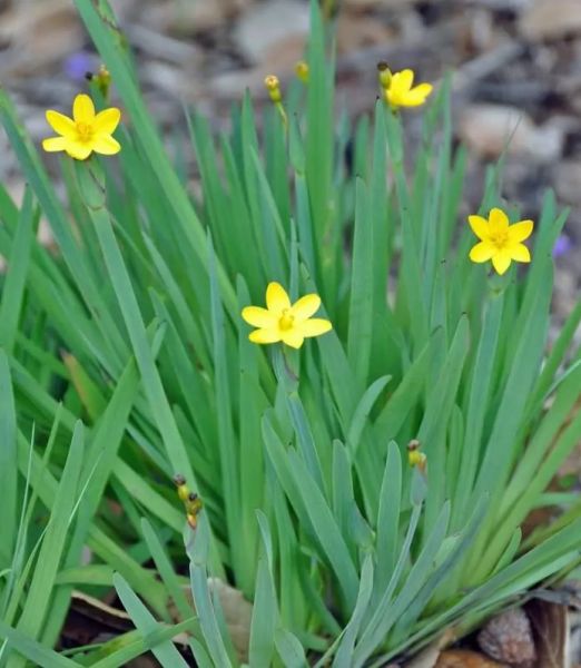Sisyrinchium californicum Vypredaj